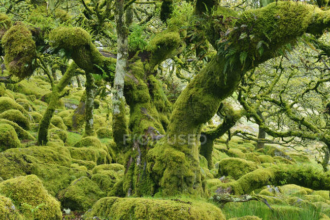 Reino Unido, Inglaterra, Dartmoor National Park, Árvores e pedras de granito são cobertas de musgo — Fotografia de Stock