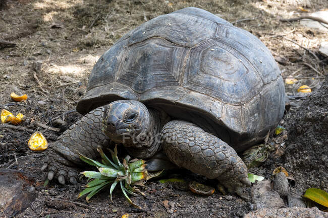 Seychelles, ritratto di tartaruga gigante, primo piano — Foto stock
