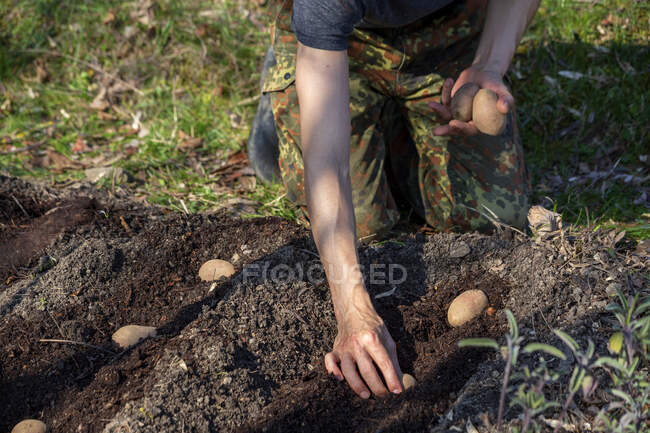 Vicino di Man piantare la patata — Foto stock
