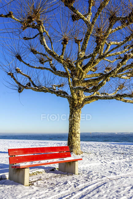 Швейцария, Арбон, Боденское озеро, деревья и скамейки зимой — стоковое фото