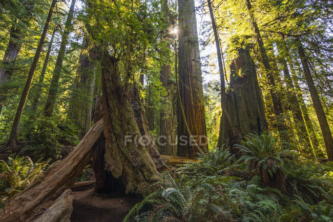 USA, Kalifornien, Redwood State Park, riesige Mammutbäume — Stockfoto