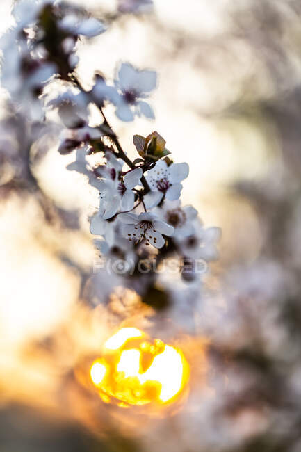 Fioriture di prugna ciliegia al tramonto — Foto stock