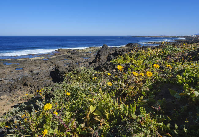 Espagne, Îles Canaries, Lanzarote, Tinajo, fleurs sur la côte rocheuse — Photo de stock