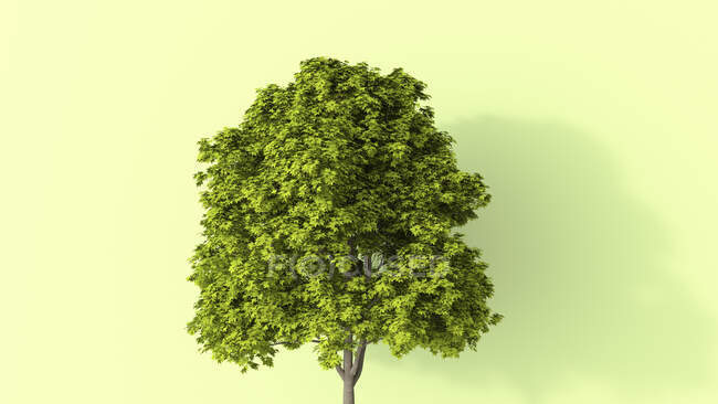 3D рендеринг, пышное дерево летом — стоковое фото