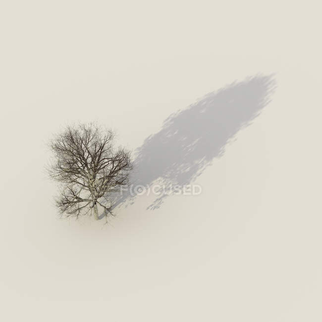 3D renderização, árvore de inverno nua com uma sombra com folhagem de verão — Fotografia de Stock