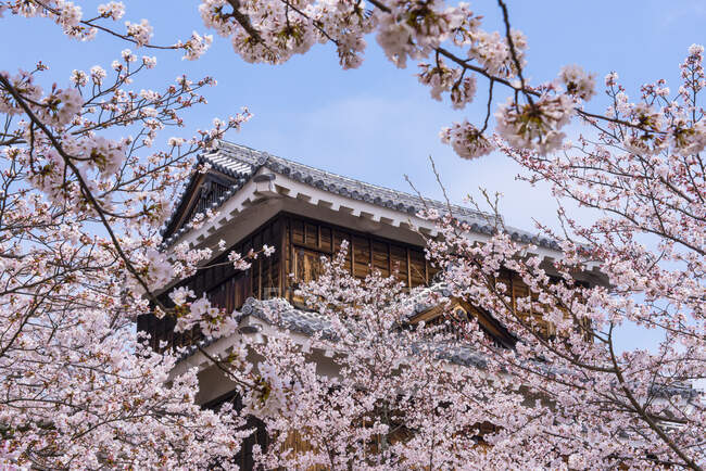 Japón, Shikoku, Matsuyama, vista al castillo de Matsuyama con flores de cerezo rosadas en primer plano - foto de stock
