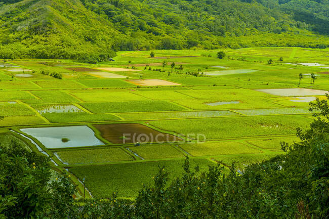 USA, Hawaii, Kauai, Taro fields near Hanalei — Stock Photo