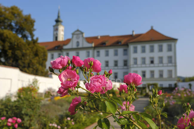 Alemanha, Baviera, Abadia de Schaeftlarn, Praelatengarten, rosas em flor — Fotografia de Stock