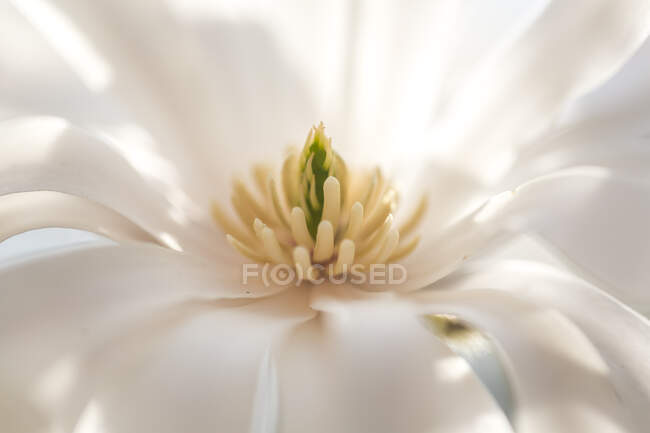 Flor blanca de magnolia estrellada, detalle — floración, Color: - Stock  Photo | #459874610