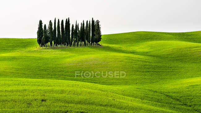 Italia, Toscana, panoramica con bosco di cipressi — Foto stock