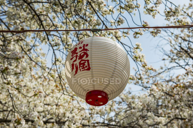 Japan, Kumamoto, Lampion hängt am blühenden Kirschbaum — Stockfoto