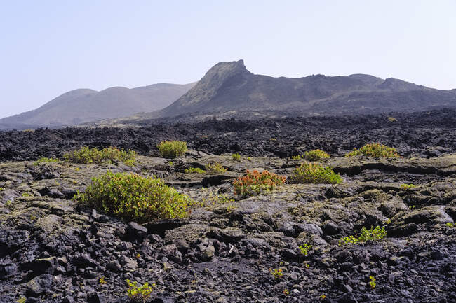 Spain, Canary Islands, Lanzarote, Los Volcanes Nature Park, Caldera Santa Catalina, Canary Islands sorrel — Stock Photo