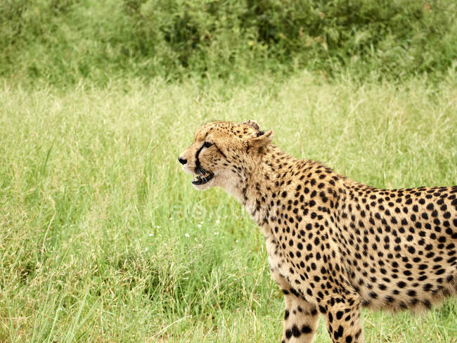 Sudafrica, Mpumalanga, Kruger National Park, Profilo di un ghepardo femminile nella savana — Foto stock