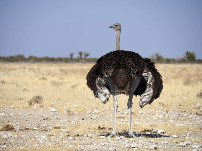 Africa, Namibia, Okaukuejo, Etosha National Park, ostrich on a dirt road — Stock Photo