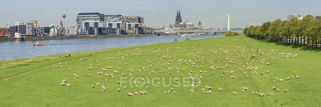 Germania, Colonia, veduta della città con il fiume Reno e gregge di shep su Poller Wiesen in primo piano — Foto stock