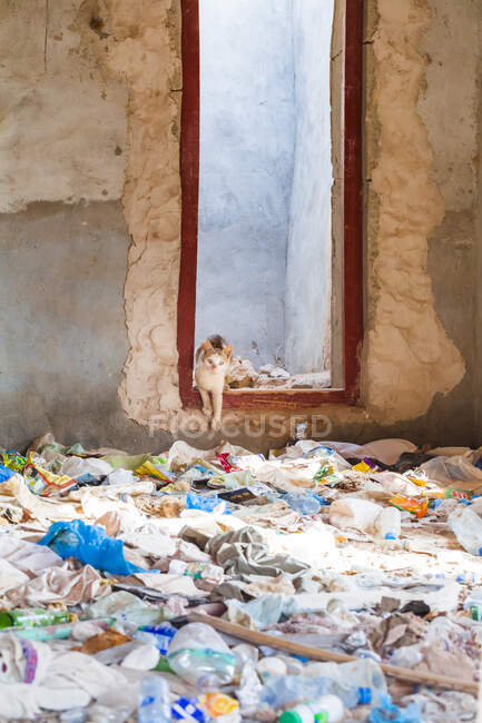Султанат Оман, Рас-аль-Хэдд, Кот в заброшенном доме, полном пластиковых отходов — стоковое фото