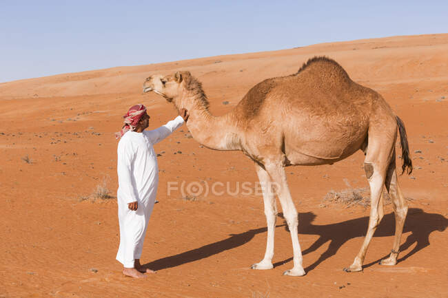 Бедуин гладит своего верблюда в пустыне, Вахиба Сэндс, Оман — стоковое фото