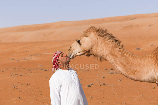 Бедуин целует своего верблюда в пустыне, Вахиба Сэндс, Оман — стоковое фото