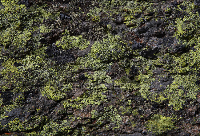 Autriche, Vorarlberg, carte lichen sur rocher — Photo de stock