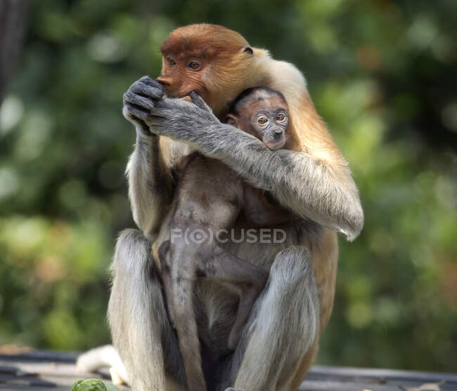 Borneo, Sabah, Proboscis Monkeys, Nasalis larvatus, madre y joven animal - foto de stock