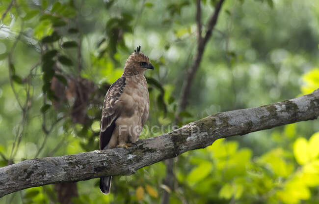 Malasia, Borneo, Sepilok, Sabah, Wallace 's hawk-eagle, Nisaetus nanus, juvenil - foto de stock