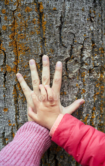 La mano de la madre y la hija pequeña sobre la corteza del árbol, el primer plano - foto de stock