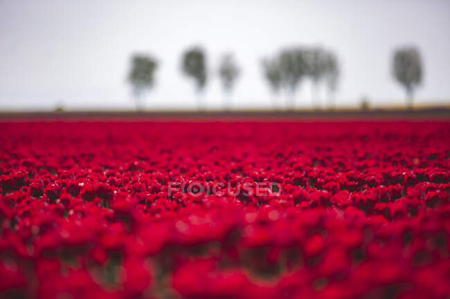 Германия, поле красных тюльпанов — стоковое фото