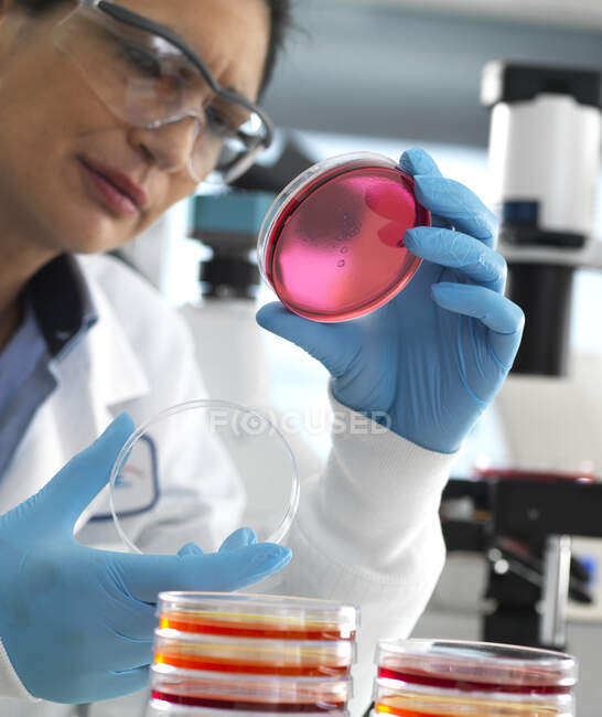 Científico examinando cultivos que crecen en placas de Petri utilizando un microscopio invertido en el laboratorio - foto de stock