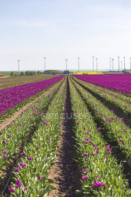 Germania, campo di tulipani in primavera — Foto stock