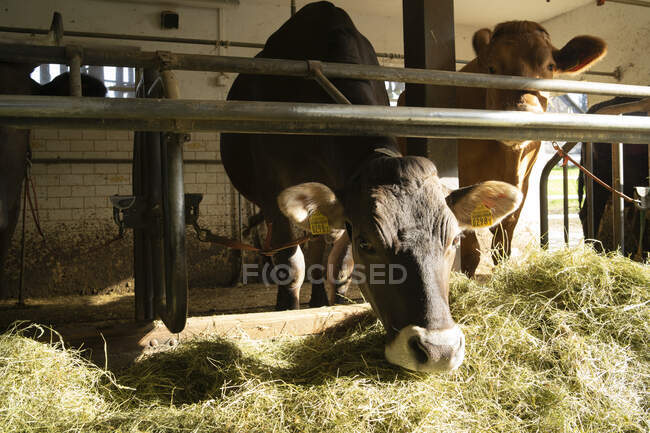 Closeup of Cows in stable — Stock Photo