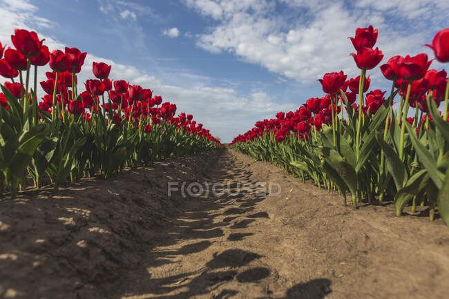Germany, red tulip field — Stock Photo