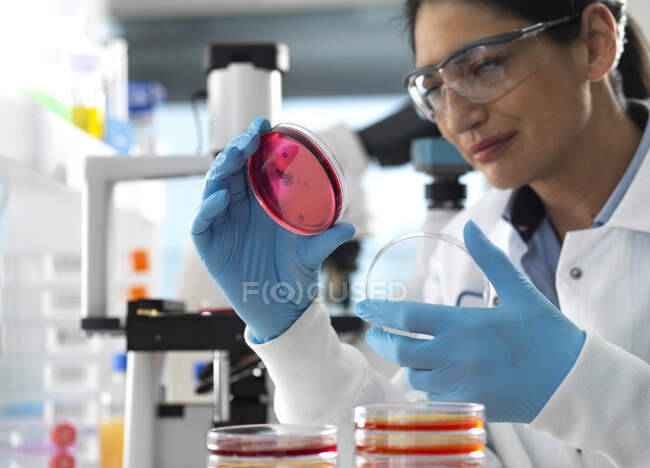 Scienziato che esamina le colture che crescono in capsule di Petri utilizzando un microscopio invertito in laboratorio — Foto stock