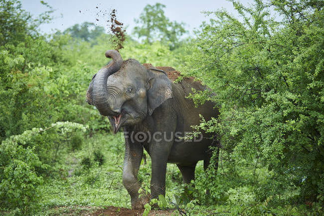 Ritratto di elefante indiano che getta terra sulla schiena, Parco nazionale di Udawalawe, Sri Lanka — Foto stock