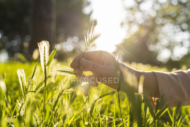 Mão com grama contra o sol — Fotografia de Stock