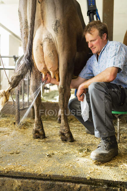 Фермер доит корову в конюшне — стоковое фото