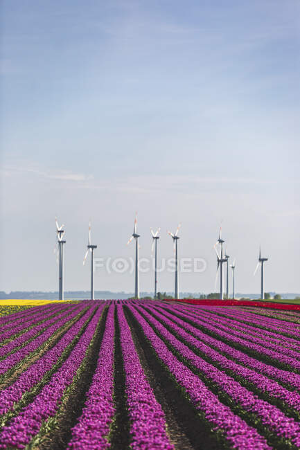 Германия, поле розовых тюльпанов — стоковое фото