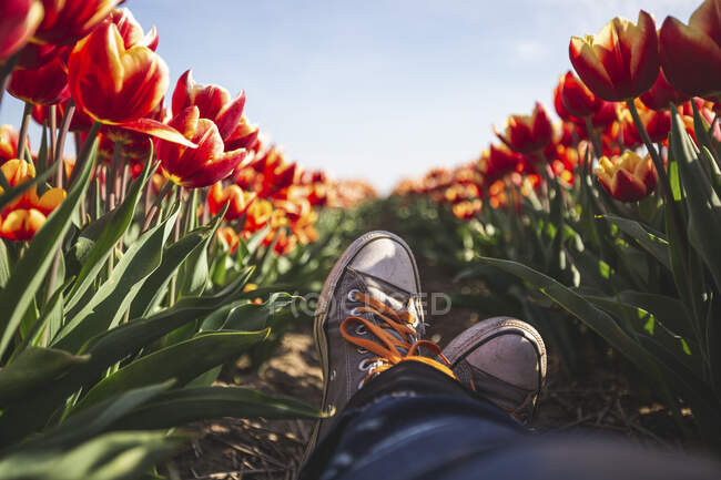 Alemanha, pés de mulher em um campo de tulipas — Fotografia de Stock