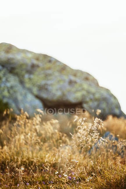 Luce solare morbida e calda alla fine della giornata sull'erba, montagna Vitosha, Bulgaria — Foto stock