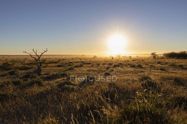 África, Namibia, Parque Nacional de Etosha, Paisaje, Estepa al amanecer - foto de stock