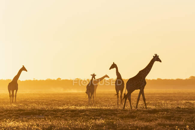 Afrika, Namibia, Etosha-Nationalpark, Giraffen bei Sonnenuntergang, Giraffa camelopardalis — Stockfoto