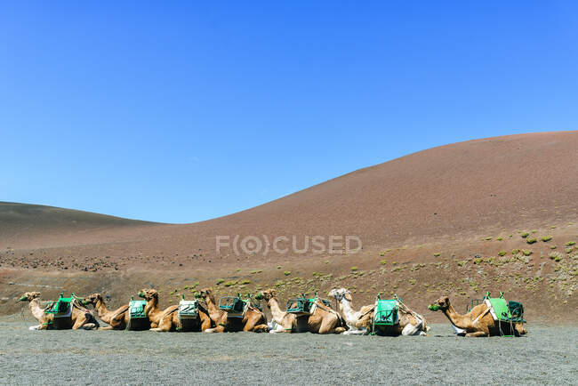 Camels resting in Lanzarote — Stock Photo