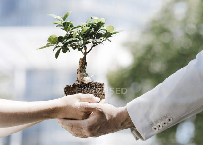 Hombre y niño sosteniendo árbol bonsái - foto de stock