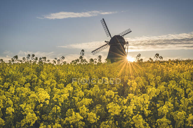 View to Farver windmill with rape field in the foreground, Wangel, Germany — Stock Photo