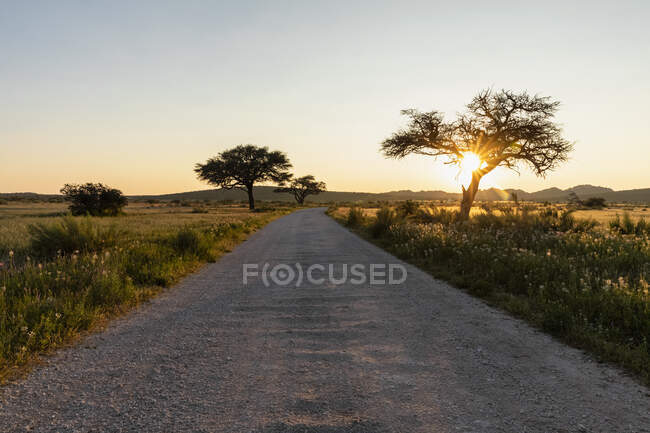 Africa, Namibia, Parco nazionale di Etosha, Paesaggio, strada sterrata all'alba — Foto stock