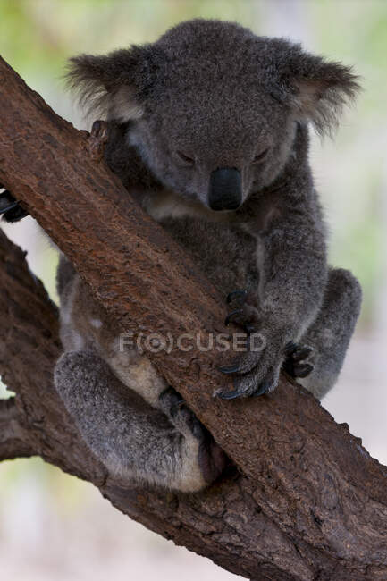 Koala dans le sanctuaire de Billabong, Townsville, Queensland, Australie — Photo de stock