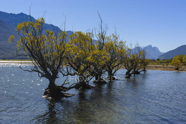 Fila di alberi nell'acqua del lago Wakaipu, Glenorchy intorno a Queenstown, South Island, Nuova Zelanda — Foto stock