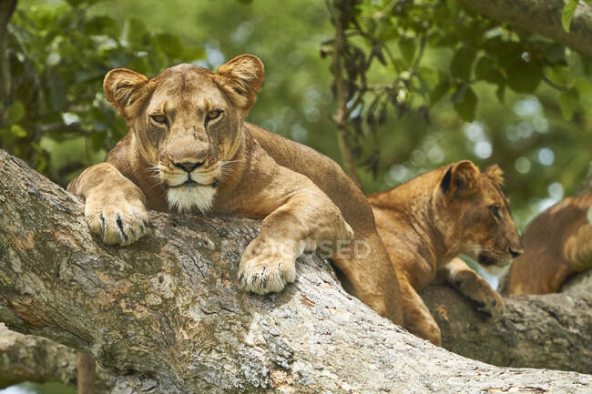 Africa, Uganda, Fort Portal, Elizabeth National Park, leoni sdraiati su un albero — Foto stock