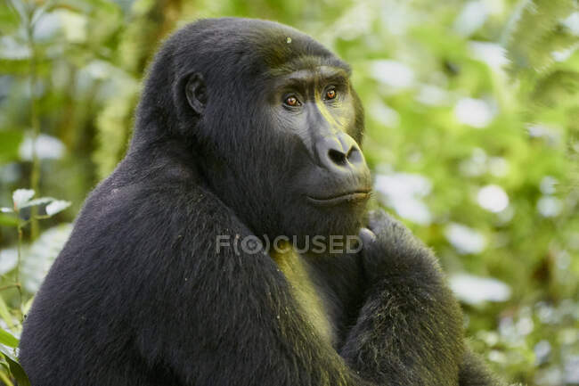 Afrika, Uganda, Bwindi Undurchdringlicher Wald, Gorilla im Wald — Stockfoto