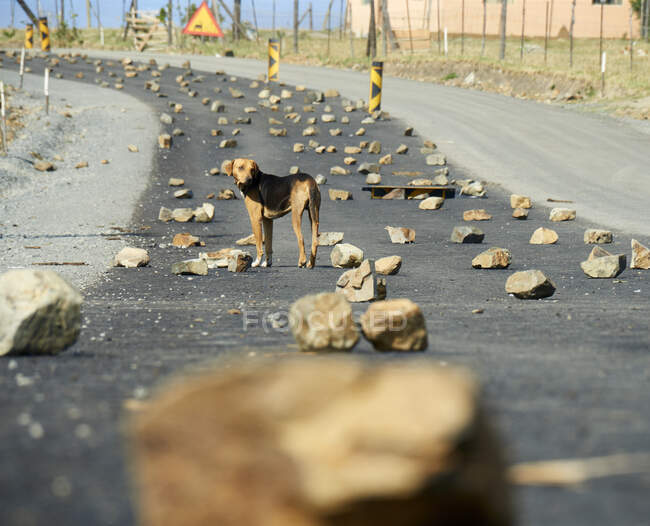 Hund steht mitten auf einer Straße zwischen Steinen, Südafrika — Stockfoto