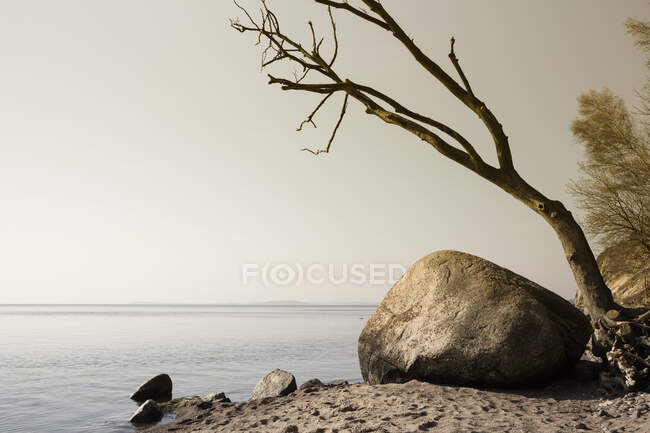 Bois mort sur la côte, Gross Zicker, Moenchgut, Ruegen, Allemagne — Photo de stock